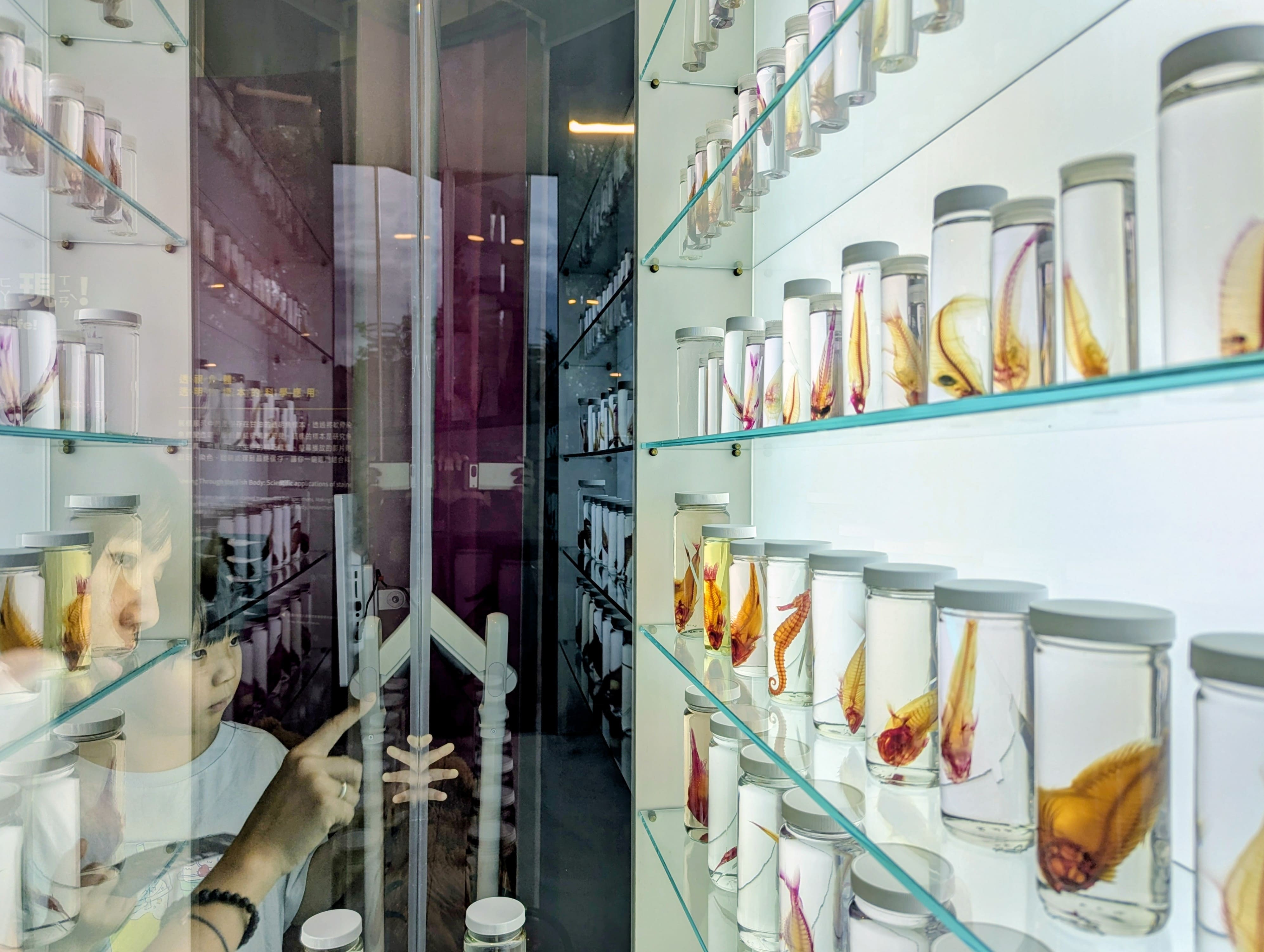 生態時代館「生命之礁」主題特展，展出魚類標本，呈現魚骨樣貌。（圖片來源：中央研究院）