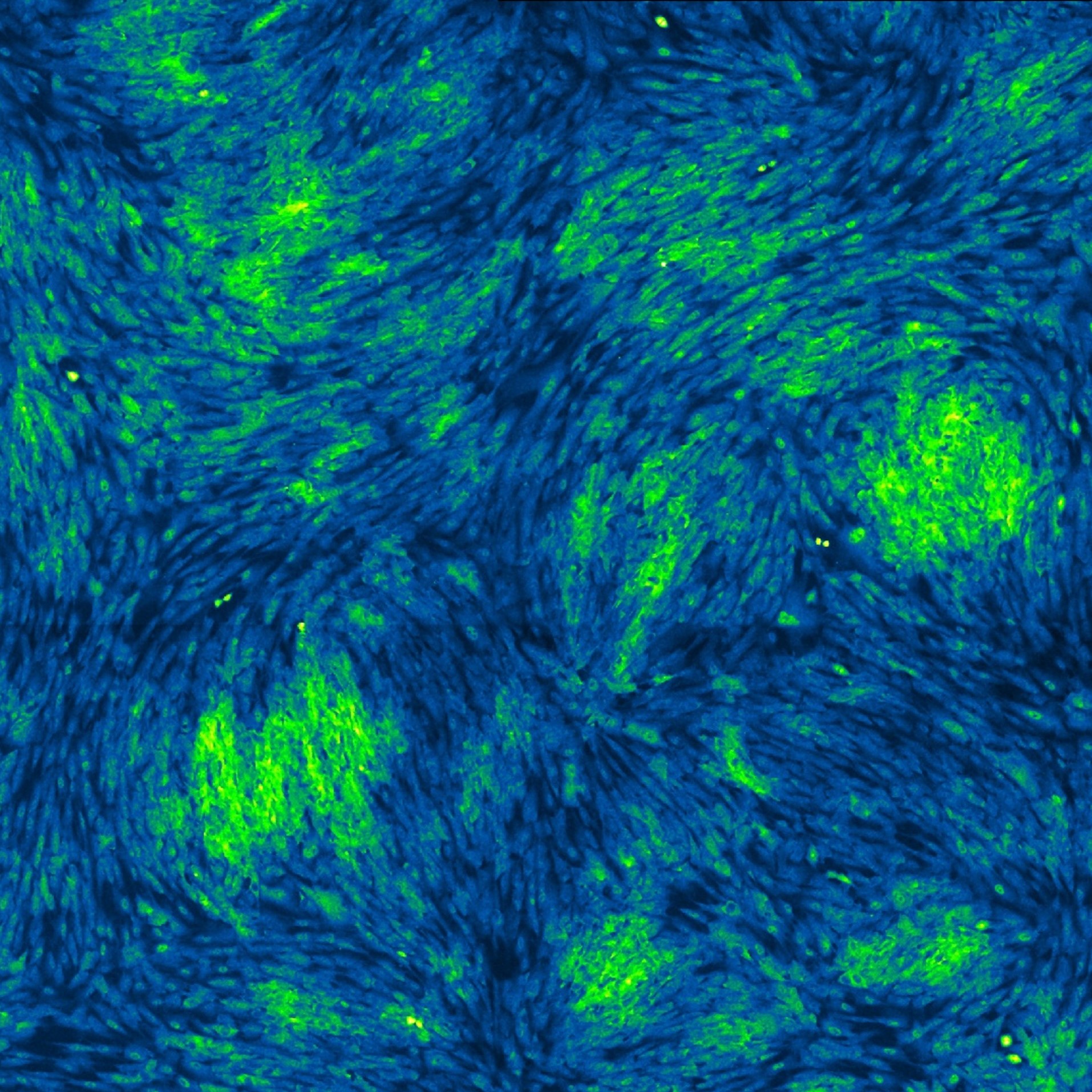 Nuclear localization of transcriptional co-activator YAP (green). Photo credit: Academia Sinica.