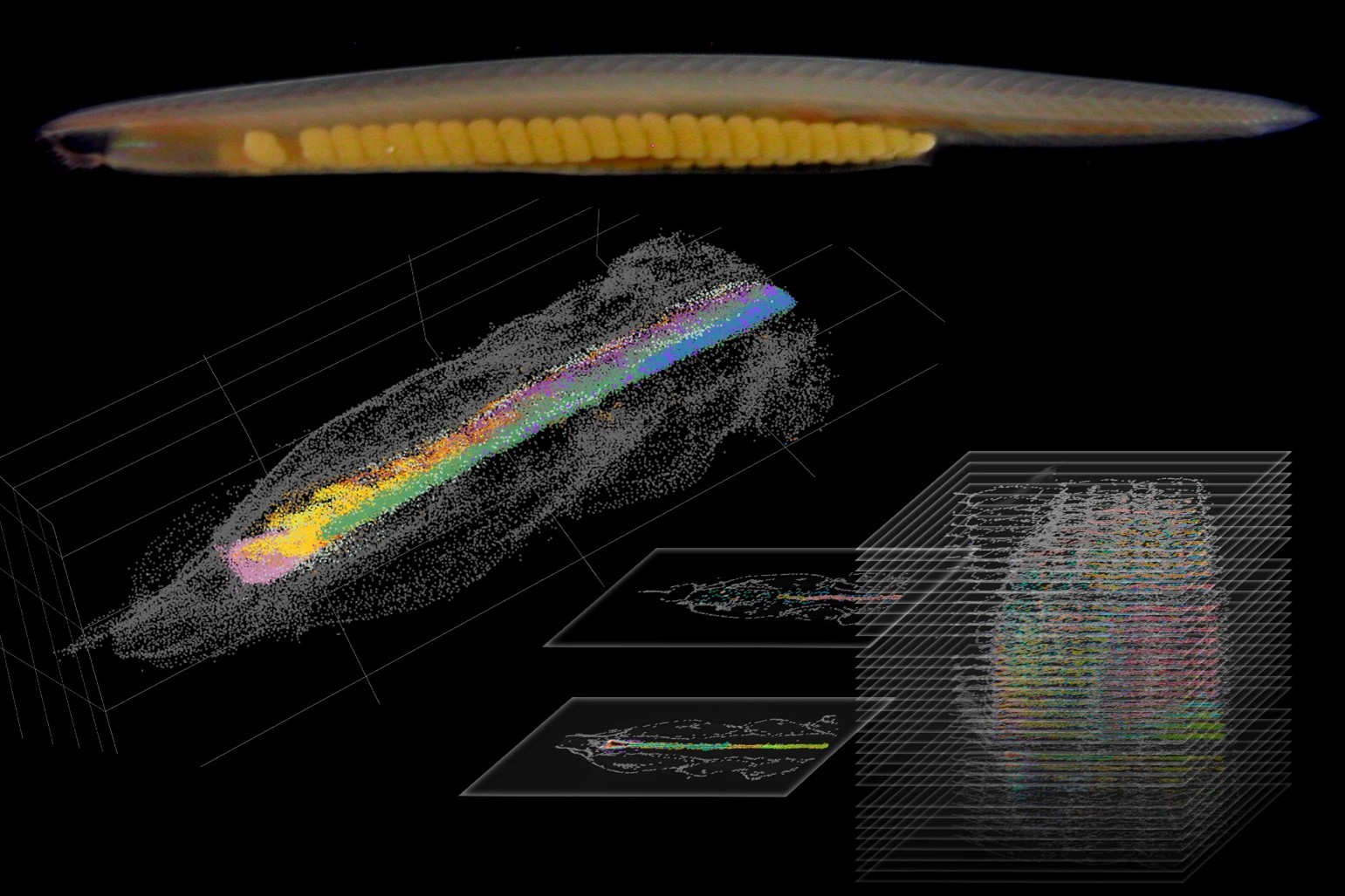 建構「文昌魚3D大腦地圖」中研院團隊揭開脊椎動物大腦起源之謎。（圖片來源：中央研究院）