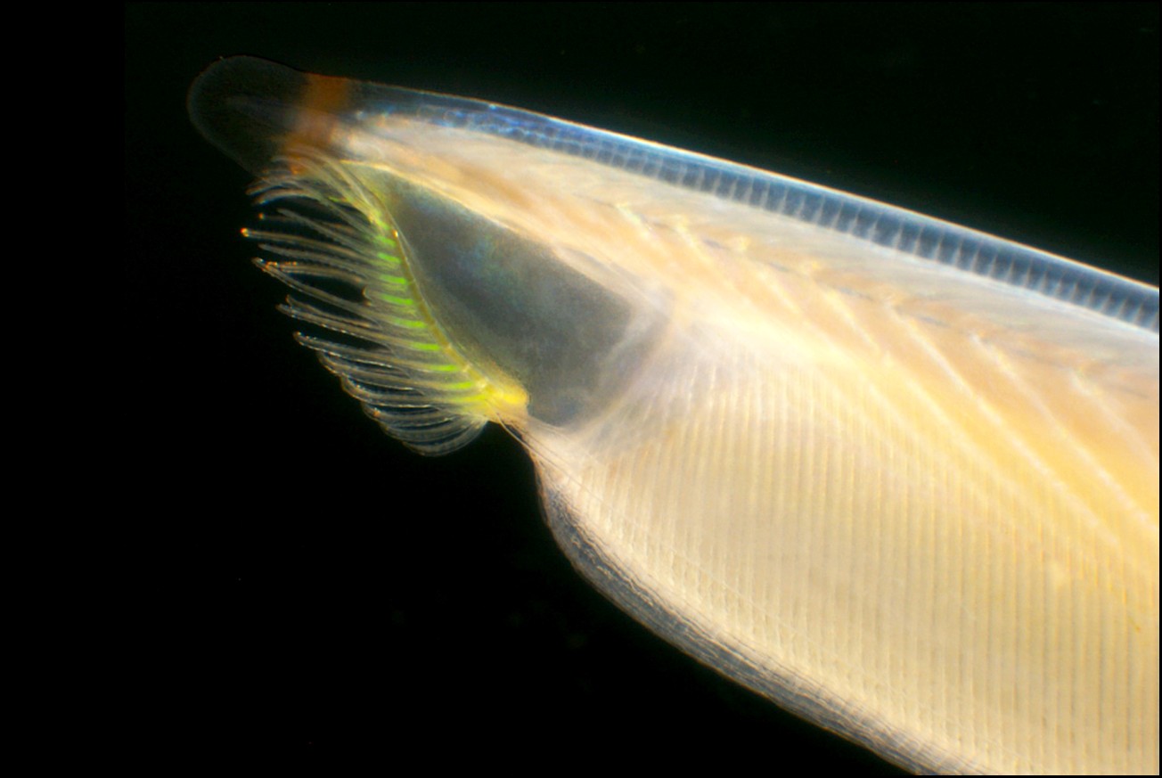 文昌魚頭部區域特寫。（圖片來源：中央研究院）