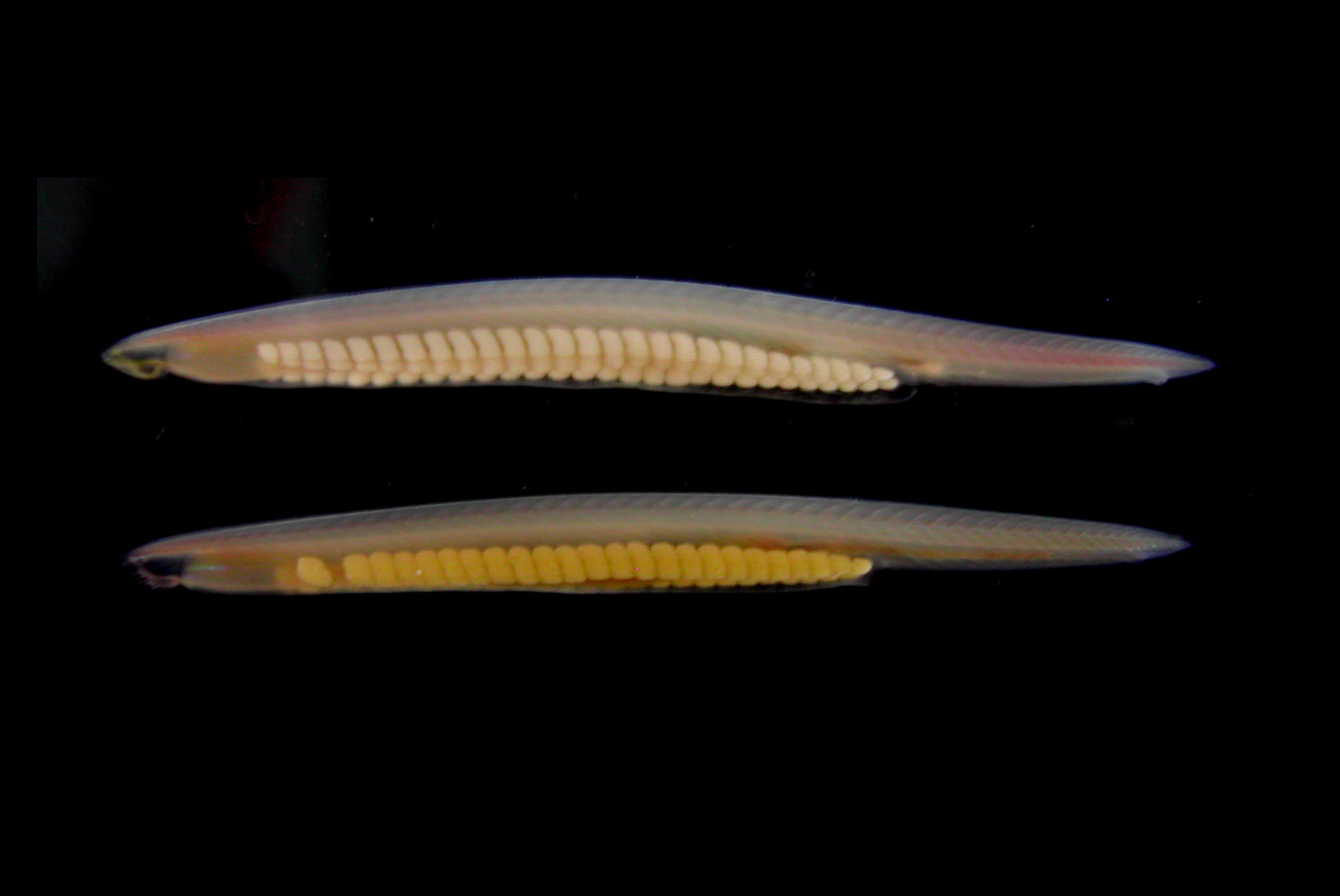 文昌魚成體（圖片來源：中央研究院）