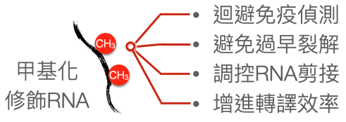 【專欄】病毒 RNA 上的小分子修飾